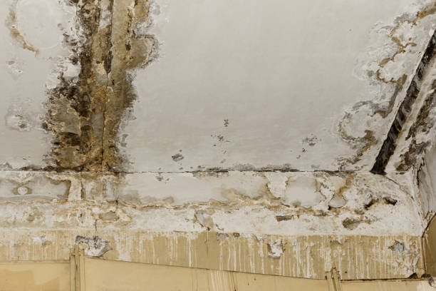 Mold Documentation for Insurance Claims in Atlantis, FL